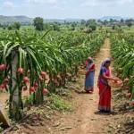 ड्रॅगन फ्रूट, लागवड माहिती, सरकारी अनुदान 2 ड्रॅगन फ्रूट लागवड आणि सरकारी अनुदान माहिती