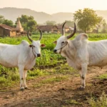 खिलार गाय पालन माहिती 2026: खिलार देशी गाईची संपूर्ण माहिती, प्रकार, दूध क्षमता, अर्थशास्त्र आणि महाराष्ट्र पशुसंवर्धन विभागाच्या 50% ते 75% अनुदान योजना 2026. जाणून घ्या सविस्तर.