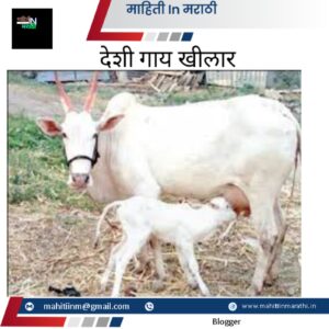 खिलार देशी गाई 1 Khilar gay