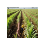 शेतकर्यांना ऊस नको रे बाबा म्हण्याची वेळ 1 Sugur cane