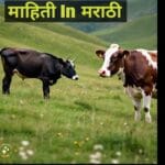 घरगुती प्राण्यांमध्ये उष्माघाताची लक्षणे आणि उपाय 3 pets