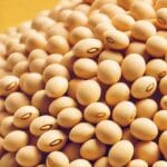 सोयाबीन शेतकऱ्यांचं नुकसान होऊ देणार नाही; उपमुख्यमंत्री अजित पवार 1 DALL·E 2025 02 12 16.20.02 A split screen image. On the left side a close up of fresh soybeans light yellow in color piled together. On the right side an Indian politician i