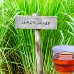 आहारात गवती चहाचा समावेश करा आणि रोगप्रतिकारक शक्ती वाढवा! 3 lemon tea