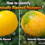 केमिकलने पिकवलेले आंबे कसे ओळखावे 2 केमिकलने पिकवलेले आंबे कसे ओळखावे याच्या टिप्स सांगणारे चित्र - Mahiti In Marathi