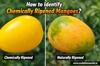 केमिकलने पिकवलेले आंबे कसे ओळखावे 3 केमिकलने पिकवलेले आंबे कसे ओळखावे याच्या टिप्स सांगणारे चित्र - Mahiti In Marathi