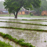 June July like rain in May