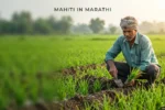 SRT शेती तंत्राने गादीवाफ्यावर पीक घेणारा शेतकरी