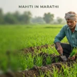 SRT शेती: शाश्वत उत्पादनासाठी पाण्याच्या बचतीचं वैज्ञानिक तंत्र 2 SRT शेती तंत्राने गादीवाफ्यावर पीक घेणारा शेतकरी