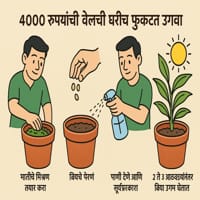 वेलची