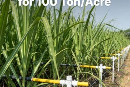 ऊस पिक व्यवस्थापन 1 A vibrant 1200x630 WebP image showing a successful Marathi farmer in a lush sugarcane field, highlighting the wide-row SSI technique and drip irrigation, with the English title: "Sugarcane Management: The 'Ganna Master' Formula for 100 Ton/Acre.