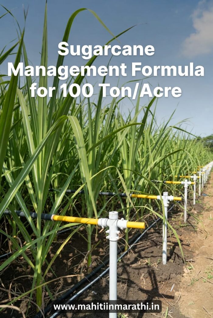 A vibrant 1200x630 WebP image showing a successful Marathi farmer in a lush sugarcane field, highlighting the wide-row SSI technique and drip irrigation, with the English title: "Sugarcane Management: The 'Ganna Master' Formula for 100 Ton/Acre.