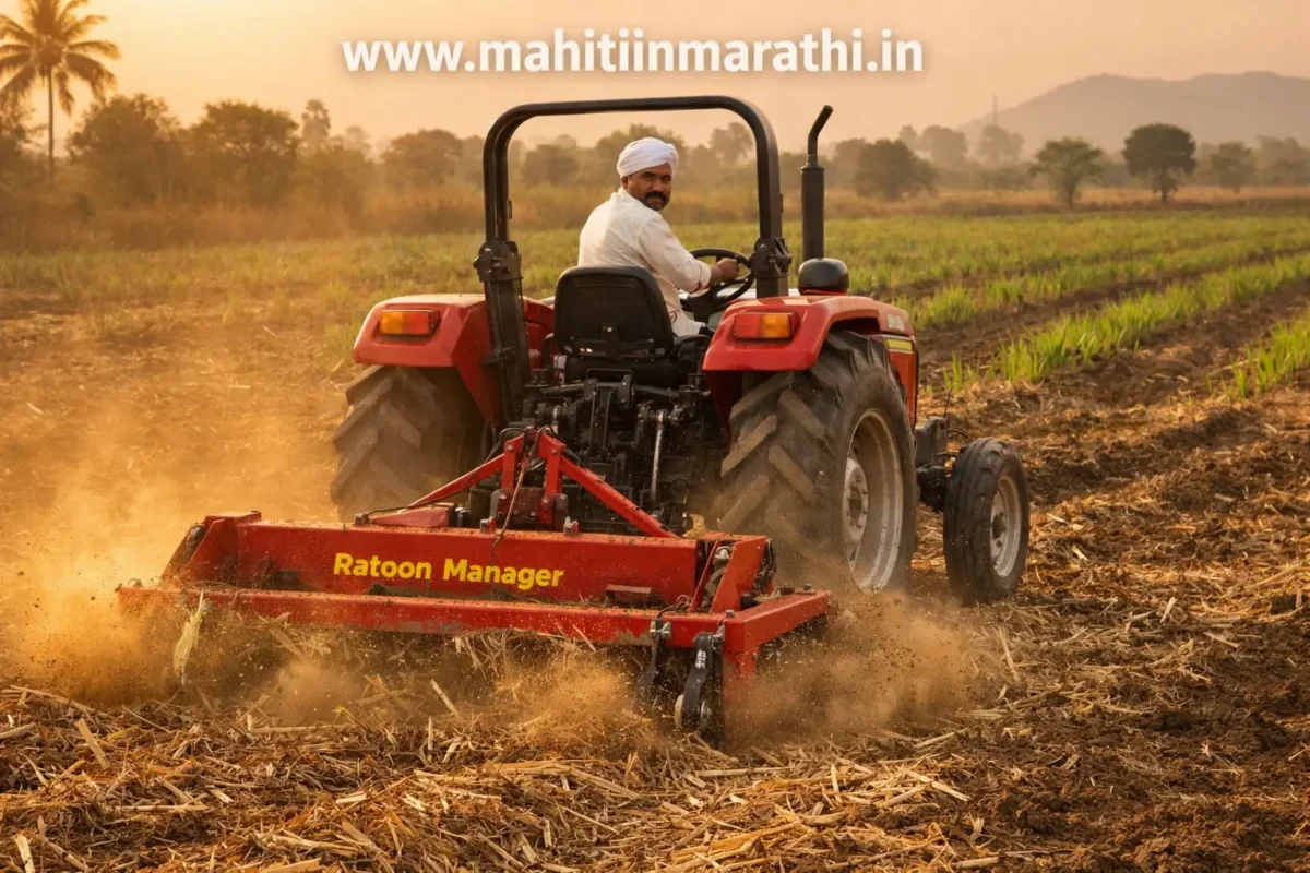 Close-up view of sugarcane trash mulching with green ratoon sprouts emerging from dry leaves and moist soil in a Maharashtra farm field.
