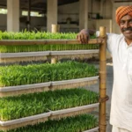 हायड्रोपोनिक चारा (Hydroponic Fodder) 3 हायड्रोपोनिक चारा: पशुपालकांसाठी हायड्रोपोनिक चारा तंत्रज्ञानाची सविस्तर माहिती. शिका कमी खर्चात चारा बनवण्याची प्रक्रिया, ७ दिवसांचे नियोजन आणि ५०% सरकारी अनुदानासाठी अर्ज करण्याची पद्धत.