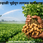 उन्हाळी भुईमूग लागवड व्यवस्थापन (Summer Groundnut Cultivation Management) : उन्हाळी भुईमुगाचे उत्पादन दुप्पट कसे करावे? वाचा सुधारित वाण, जिप्सम व पाण्याचे गणित. सोबत महाडीबीटी बियाणे अनुदान योजनेची स्टेप-बाय-स्टेप अर्ज प्रक्रिया.
