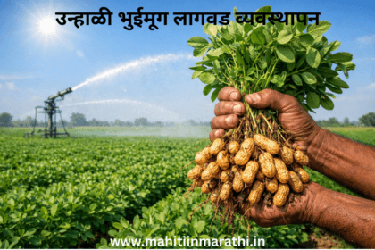 उन्हाळी भुईमूग लागवड व्यवस्थापन (Summer Groundnut Cultivation Management) 8 उन्हाळी भुईमूग लागवड व्यवस्थापन (Summer Groundnut Cultivation Management) : उन्हाळी भुईमुगाचे उत्पादन दुप्पट कसे करावे? वाचा सुधारित वाण, जिप्सम व पाण्याचे गणित. सोबत महाडीबीटी बियाणे अनुदान योजनेची स्टेप-बाय-स्टेप अर्ज प्रक्रिया.