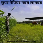 सुपर नेपियर गवत लागवड : पशुपालकांसाठी उन्हाळी चारा टंचाईवर मात करण्यासाठी सुपर नेपियर गवत एक उत्तम पर्याय आहे. लागवड तंत्रज्ञान, अनुदान योजना आणि अर्जाची प्रक्रिया सविस्तर वाचा.