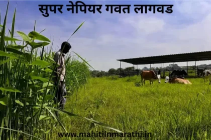 सुपर नेपियर गवत लागवड (Super Napier Grass Cultivation) 4 सुपर नेपियर गवत लागवड : पशुपालकांसाठी उन्हाळी चारा टंचाईवर मात करण्यासाठी सुपर नेपियर गवत एक उत्तम पर्याय आहे. लागवड तंत्रज्ञान, अनुदान योजना आणि अर्जाची प्रक्रिया सविस्तर वाचा.