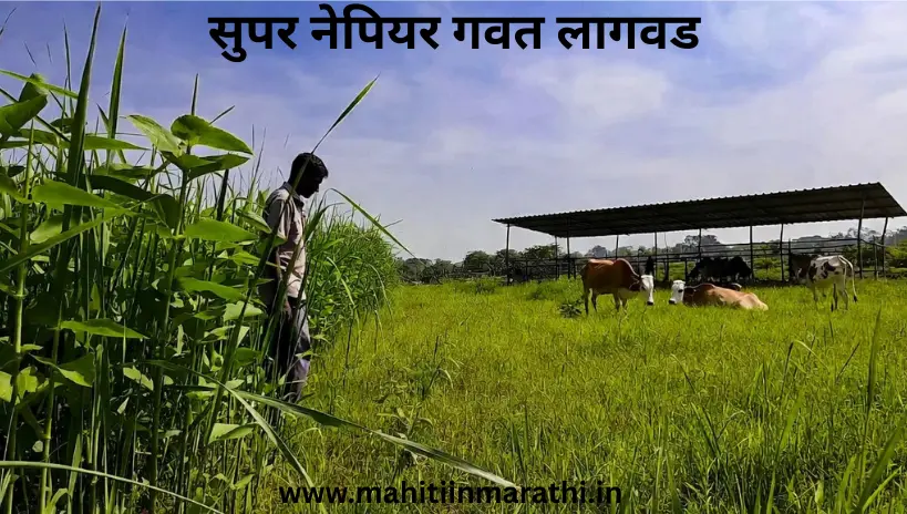 सुपर नेपियर गवत लागवड : पशुपालकांसाठी उन्हाळी चारा टंचाईवर मात करण्यासाठी सुपर नेपियर गवत एक उत्तम पर्याय आहे. लागवड तंत्रज्ञान, अनुदान योजना आणि अर्जाची प्रक्रिया सविस्तर वाचा.