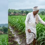 पावसाळ्यात पिकांची काळजी कशी घ्यावी? 2 पावसाळ्यात पिकांची काळजी पावसाळ्यात शेतातील पिकांची पाहणी करताना शेतकरी