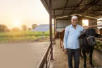 मुख्यमंत्री ग्रामीण पशुधन उद्योजकता योजना अंतर्गत दुधाळ गाय-म्हैस पालन अनुदान