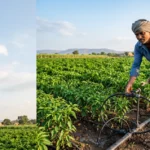 प्रधानमंत्री कृषी सिंचन योजना 2026: ठिबक, तुषार सिंचन अनुदान आणि अर्ज प्रक्रिया 2 शेतात ठिबक सिंचन यंत्रणा वापरणारा शेतकरी – प्रधानमंत्री कृषी सिंचन योजना