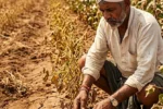 पावसाचा खंड पीक व्यवस्थापन करताना शेतात मूग सोयाबीन कापूस पिकांची पाहणी करणारा शेतकरी